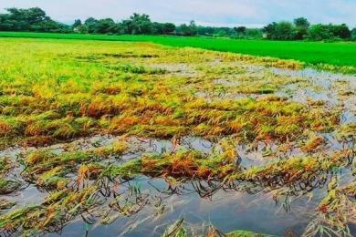 चार हजार हेक्टरमा लगाइएको बाली डुबानमा